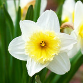 Hectarul - Bulbi de narcise Slim Withman, 5 bulbi